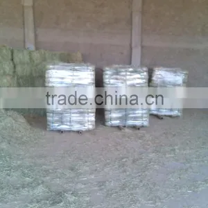 Rhode Grass Hay thumbnail-2