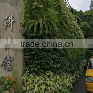 Vertical Ornamental Plants thumbnail-3