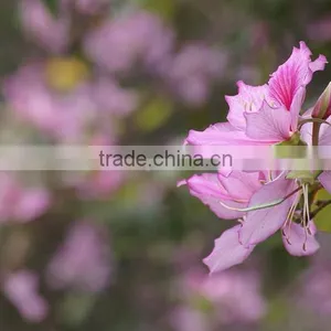 Bauhinia Variegata thumbnail-2