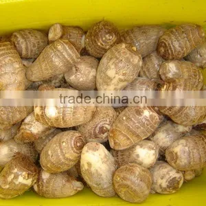 Fresh Taro thumbnail-3