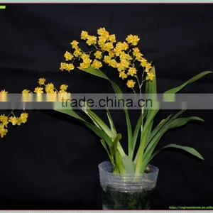 Oncidium Orchid thumbnail-1
