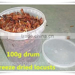 Drum(100g) Packed Freeze Dried Crickets For Wild Bird ;Dried Cricket For Bird thumbnail-1