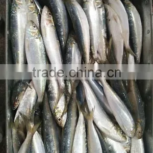 Frozen Sardine Fish thumbnail-2