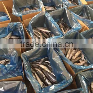 Different Models of Frozen Pacific Mackerel w r Customized thumbnail-1