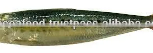Frozen SardineFish thumbnail-1