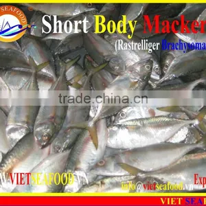 FROZEN SHORT BODY MACKEREL W/R thumbnail-4