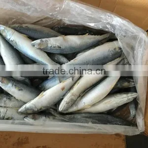 Fresh Frozen Pacific Mackerel With Mackerel Fish Factory thumbnail-1