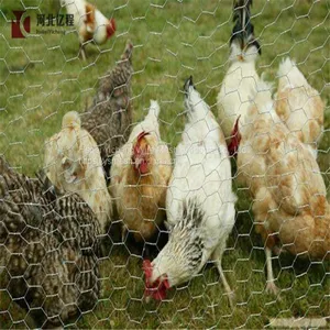 Hot Dip Electro Galvanized Chicken Wire Mesh Hexagonal Wire Mesh With Lowest Price thumbnail-3