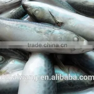 Frozen Seafood Pacific Macekerel Fish To Supply With Size - 80g / Pcs thumbnail-2