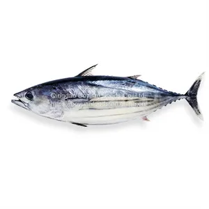 Bonito Tuna thumbnail-1
