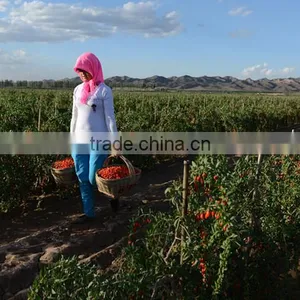 Natural and Machine Dried Gojiberry thumbnail-1