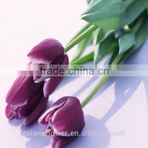 the Elegent High Quality Tulip Flower for Wholesale thumbnail-4
