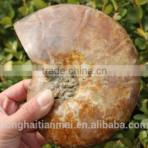 Wholesale Large Snail Fossils/Gemstone Jewelry/Gemstone Art Crafts thumbnail-3