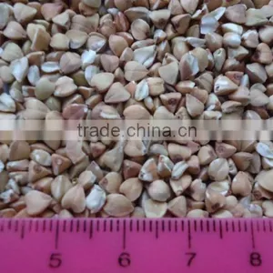 Green Buckwheat thumbnail-2