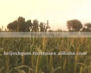 Gujarat Green Bajara thumbnail-1