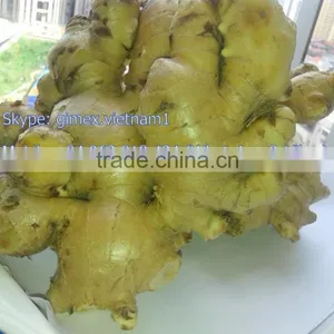 GINGER NEW HARVEST SEASON / Kype: Gimex.vietnam1 thumbnail-1