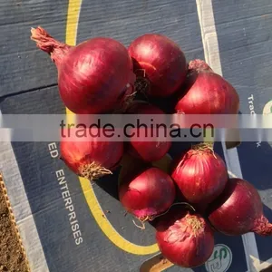 Liliaceous Vegetabless Product Type and Onion Type Fresh ONION for Sale thumbnail-5