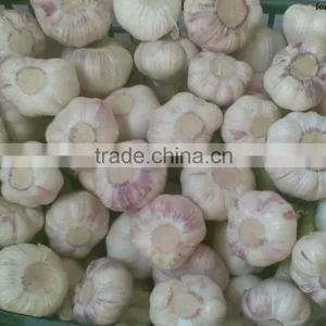 Best Price Natural Chinese Fresh Red / White Garlic thumbnail-3