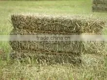 Rhode Grass Hay, Hay for Animal, Dry Hay Bale, Grass Hay Bale, Rhode Hay Bale thumbnail-1