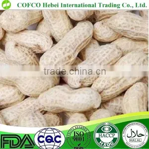 Roasted Peanut in Shell thumbnail-1