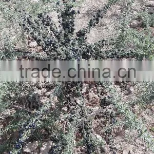 Raw Wild Black Goji Seeds for Planting Organic Goji Berry Seeds thumbnail-4