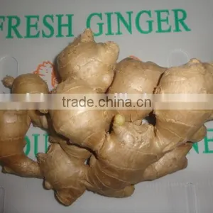 Fresh Air Dried Ginger thumbnail-1