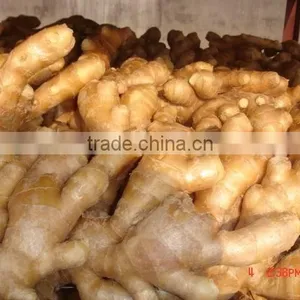 Fresh Mature Ginger thumbnail-1