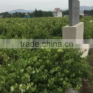 Honeysuckle(medicine) thumbnail-5