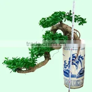 Bonsai Ficus thumbnail-1