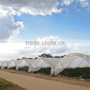 RoughBrothers Tunnel-600 Single Span Low Cost Agricultural Tunnel Greenhouse thumbnail-1