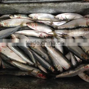 Fresh Sardine for Bait on Sale thumbnail-1