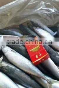 Frozen Pacific Mackerel thumbnail-2