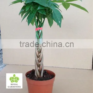 Pachira Aquatica Five Braided 30cm thumbnail-1