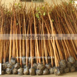 Ficus Religiosa Tropical Trees thumbnail-1