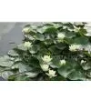 Nuphar Pumilum Root Extract 12:1 thumbnail-1