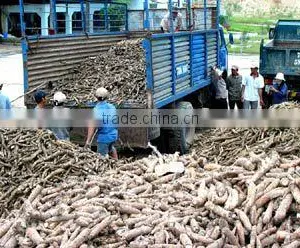 Vietnam Split Cassava thumbnail-5