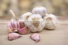 FRESH GARLIC thumbnail-1