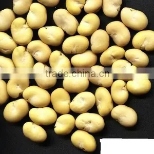 Peeled Green Broad Beans Frozen thumbnail-3