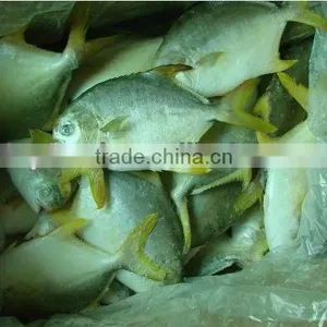 Frozen Golden Pomfret Fish thumbnail-1