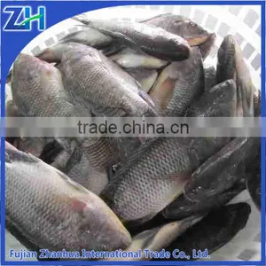 Frozen Black Tilapia GS thumbnail-1
