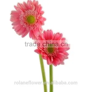 Kunming Flower Export Long Stem Glass Flowers Pvc Flower Stem With 70-80cm Long From Yunnan, China thumbnail-1