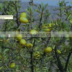 Wholesale Professional Salon Use Argan Oil Line With Great Quality and Smell,OEM/ODM IS Avaliable thumbnail-6
