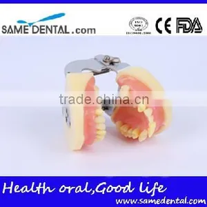 Dental Extraction Model School Teaching Model Teeth Model thumbnail-3
