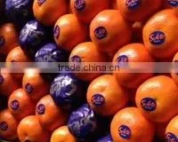 Fresh Clementines thumbnail-1