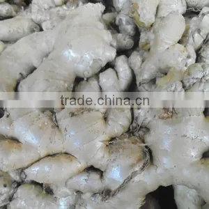 Viet Nam Ginger High Quality thumbnail-3