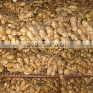 China Air Dry Ginger Professional Supplier for Holland and Russia thumbnail-3
