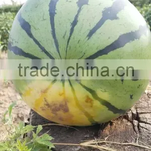 Hybrid F1 Watermelon Seeds Jia Mi No.1 thumbnail-1