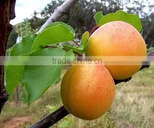 Prunus Armeniaca thumbnail-1