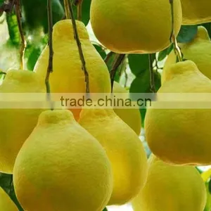 Pomelo thumbnail-2