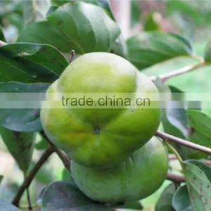 Manufactory Supplier of Persimmon Calyx Kaki Extract thumbnail-2